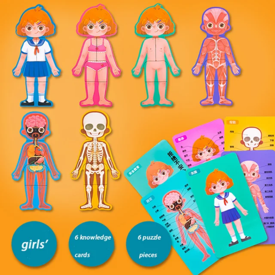 BODY STRUCTURE PUZZLE